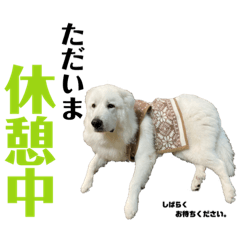 すずき家のわんこ