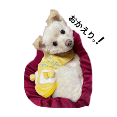 おとぼけポポンとあざといメルちゃん1