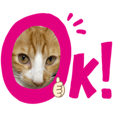 茶トラのモカくんスタンプ