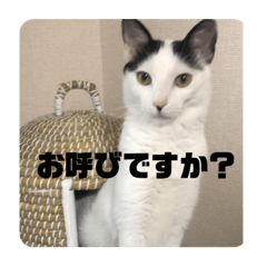 白黒猫マフのスタンプ