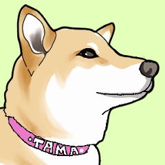 かわいい柴犬たまちゃん2022