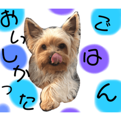 ウチのヨーキーちゃん達♡