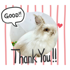 ライオンラビットのたわしちゃん