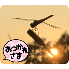 綺麗な風景（福島県メイン）