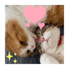 ただかわいい三姉妹ねこ