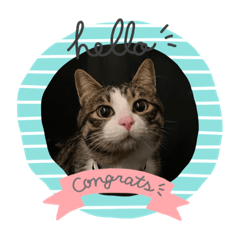 キジシロにょん太