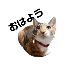 もろみちゃんとゆばくん