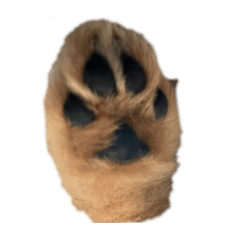 ポメラニアンももちゃん2