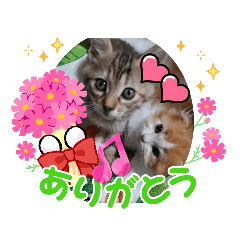 あずきとかりんちゃんの日常