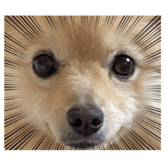 ポメラニアンのむう2