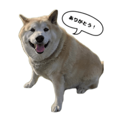 柴犬コロとチンチラ猫マロン