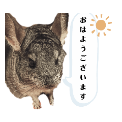 チンチラのこころ君