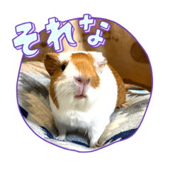 モコがかわいすぎる✩.*˚