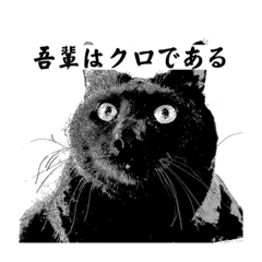 くろ猫のクロ