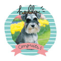 シュナかわいい