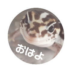 ニシアフのハルさん(2)