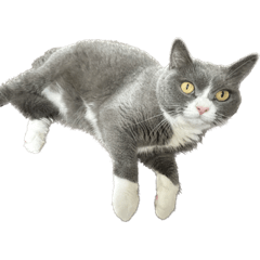 猫状態スタンプ