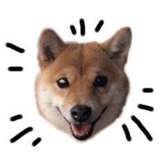 井草家の豆柴こむぎ