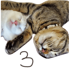 ざらめゆき３　煽り