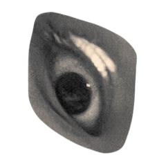 コアラ目ラリア