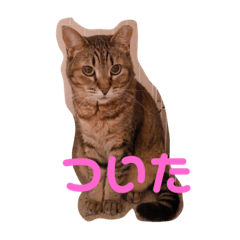 我が家の11匹の猫