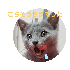 ロシアンブルーのおかゆ②