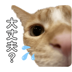 我が家のスマート男猫