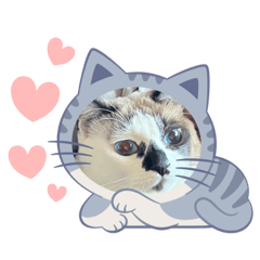 ほたてスタンプ7