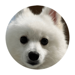 うちのわんこ はなまるさん 2