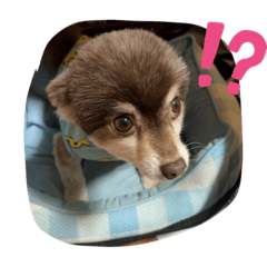 チコといっしょ。