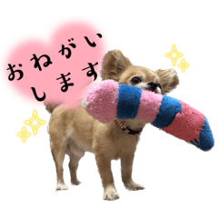 チワワのスカル氏 3