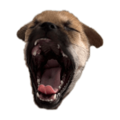 豆パグの天下くん 2