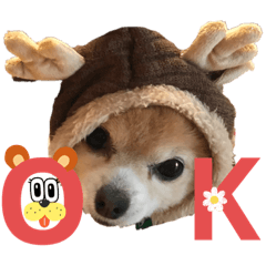 くうちゃん(チワワ)