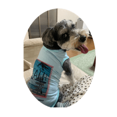 おちゃめな、コロちゃん