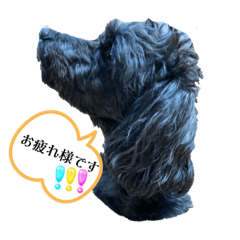 トイプーミックス犬ムック②