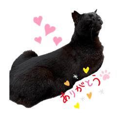 大幸の黒猫クロちゃん
