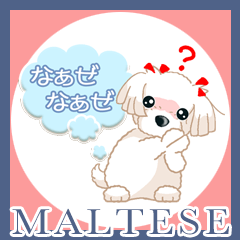 Maltese マルチーズ Ver9(1年中使える)