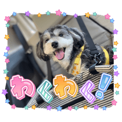 プーチーのランと黒柴のリン