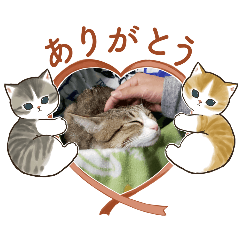 猫の癒しの時間　byまれはこあゆ稀箱鮎