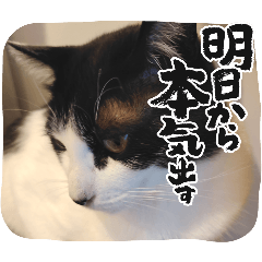 びっくりニャン