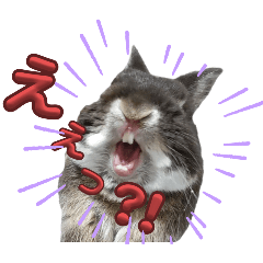 うさぎのびすけ