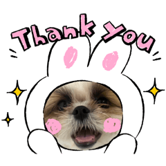 シーズーチョコの日常