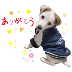 ジャックラッセルテリアのタルトちゃん