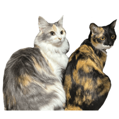 うにちゃんとモカちゃん