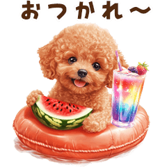 浮き輪でぷかぷかトイプードル