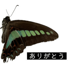 虫スタンプ3(時々動物)