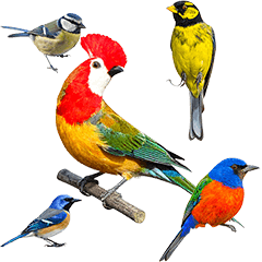 カラフルな野鳥たち