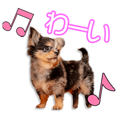 江藤家のぽんちゃん