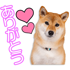 武村家のちくわちゃん