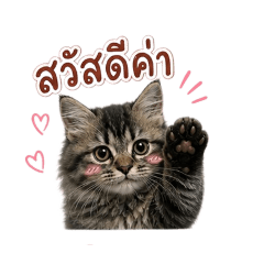 Mookpearl_20260501172235